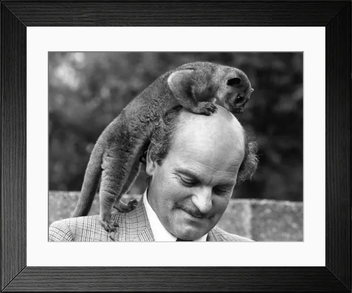 Framed Print : Pedro the Kinkajou is on top of the world - enjoying a little global exploration across Framed Print : Pedro the Kinkajou is on top of the world - enjoying a little global exploration across