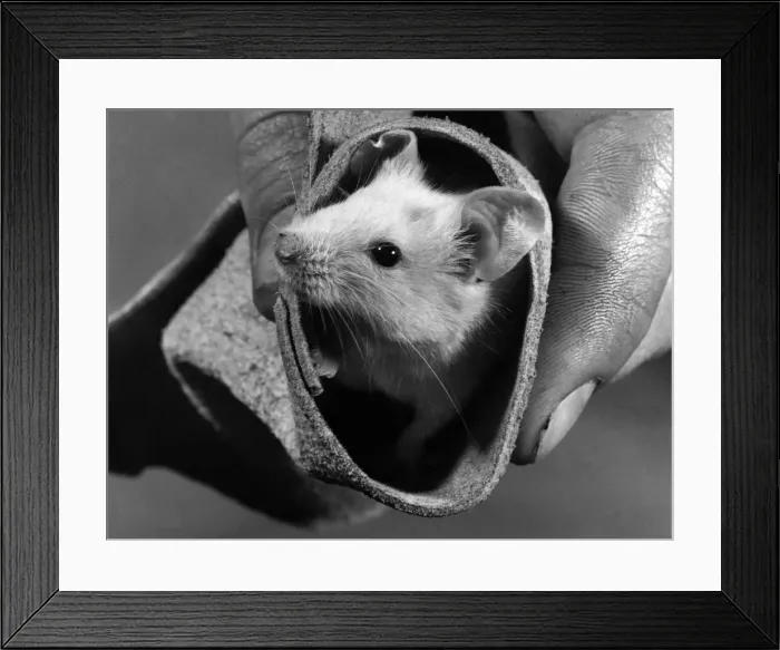 Framed Print : Swatched in a dry towel, a rub-down for Bobby the mouse. June 1969 Framed Print : Swatched in a dry towel, a rub-down for Bobby the mouse. June 1969