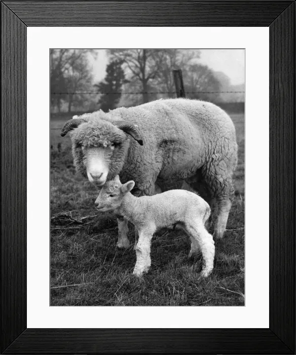 Framed Print : ittle lamb born on a farm at Binfield Heath, near Reading Framed Print : ittle lamb born on a farm at Binfield Heath, near Reading