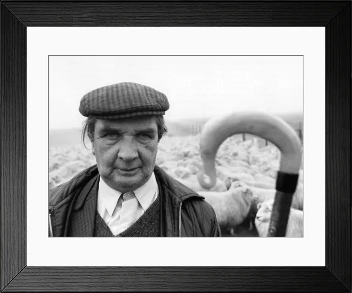 Framed Print : The good Shephered Tom Williams with his flock of sheep. December 1977 Framed Print : The good Shephered Tom Williams with his flock of sheep. December 1977