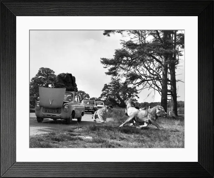 Framed Print : To the lions of Longleat, Lord BathOs place in Wiltshire, the figure looked real