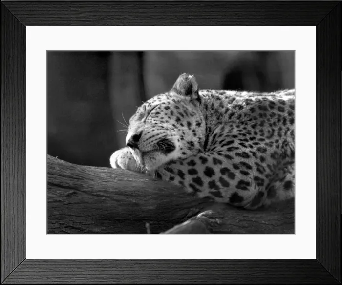 Framed Print : Fritz the Leopard dozes at London Zoo. Circa 1980 Framed Print : Fritz the Leopard dozes at London Zoo. Circa 1980