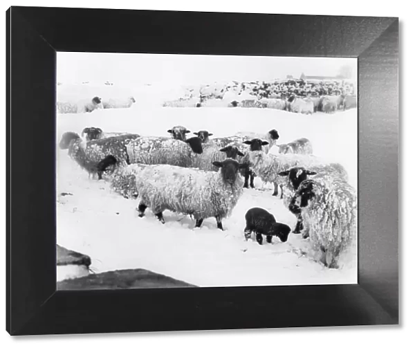 Sheep in the snow near Burnley, Lancashire. March 1979