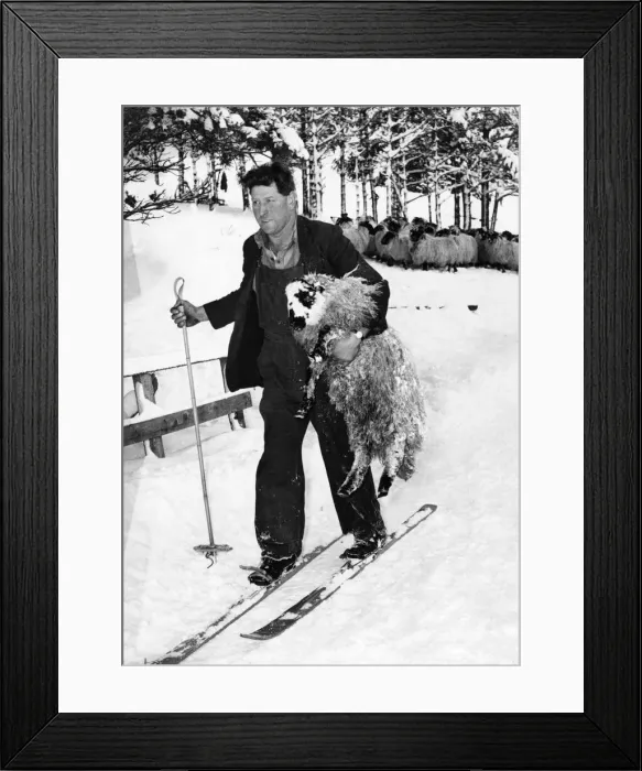 Framed Print : Skiing farmer Andrew Cruickshank carrying a sheep underneath his arm that he found in a Framed Print : Skiing farmer Andrew Cruickshank carrying a sheep underneath his arm that he found in a