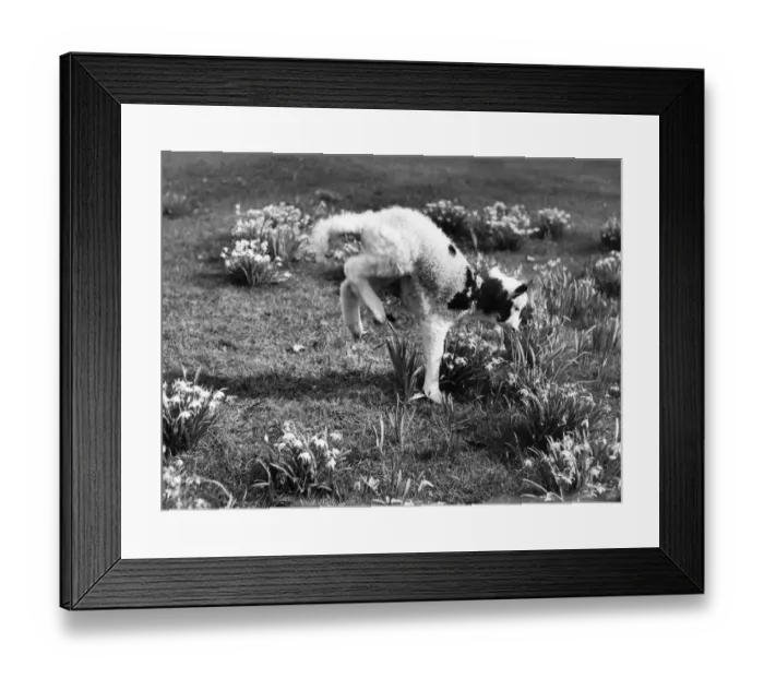 Framed Print : Young lamb at Whipsnade Zoo, amongst the spring flowers. March 1957