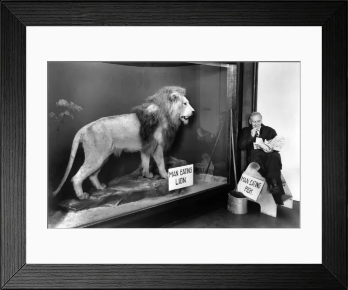 Framed Print : A caretaker at a museum enjoys a supper of fish and chips as he sits besides a stuffed Framed Print : A caretaker at a museum enjoys a supper of fish and chips as he sits besides a stuffed