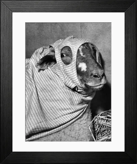 Framed Print : She was spotlessly clean when she left Yorkshire, and thatOs the way sheOll face