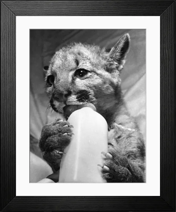 Framed Print : A two month old baby puma in just the right pose as it hit the bottle at Flamingo Park Framed Print : A two month old baby puma in just the right pose as it hit the bottle at Flamingo Park