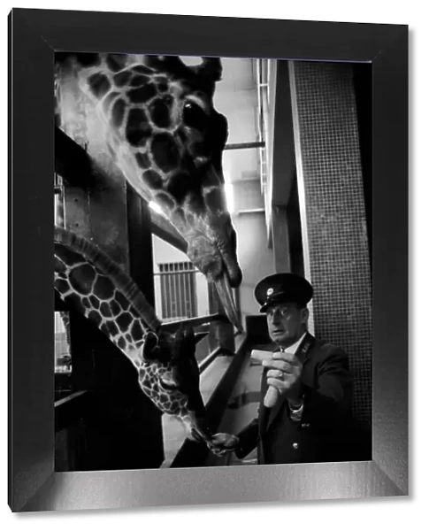 Giraffe keeper gets a medal: Mr. H. G. N. Robinson, who has been custodian of the London