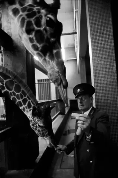 Giraffe keeper gets a medal: Mr. H. G. N. Robinson, who has been custodian of the London