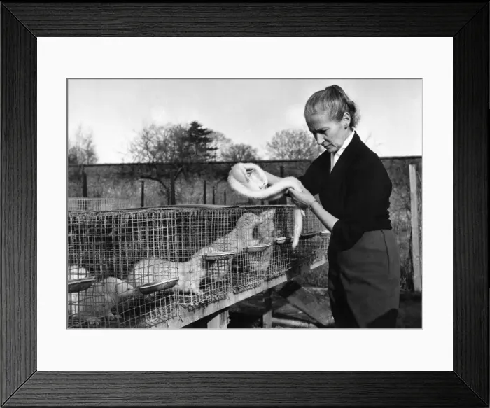 Framed Print : Two years ago in the grounds of a convent overlooking Runnymede at Egham, Surrey Framed Print : Two years ago in the grounds of a convent overlooking Runnymede at Egham, Surrey