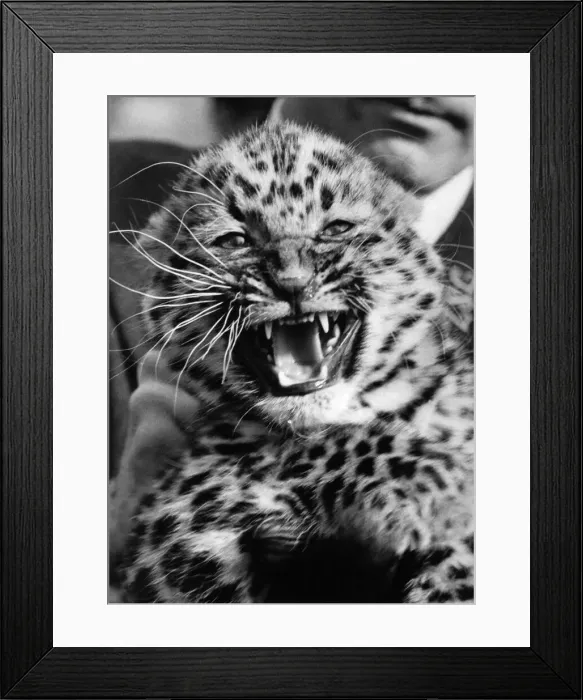 Framed Print : Tsai the little Chinese leopard cub bares her teeth in a snarl that is pretty ferocious