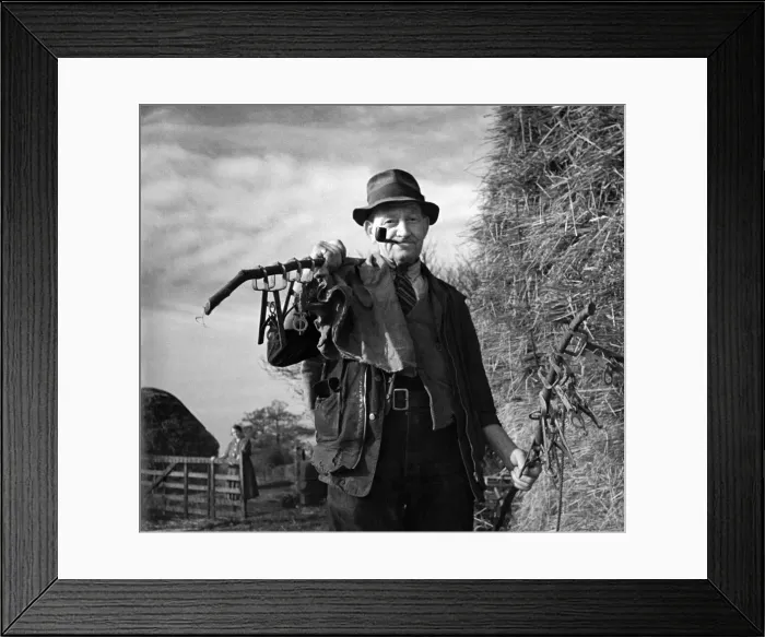 Framed Print : 68 yr old Harry Francis, is busy trapping moles in the country around Horley, Surrey Framed Print : 68 yr old Harry Francis, is busy trapping moles in the country around Horley, Surrey