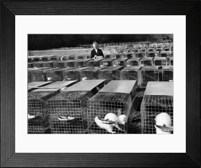 Framed Print : Baroness Marie de Veauce at her prosperous mink farm in the grounds of an old convent Framed Print : Baroness Marie de Veauce at her prosperous mink farm in the grounds of an old convent
