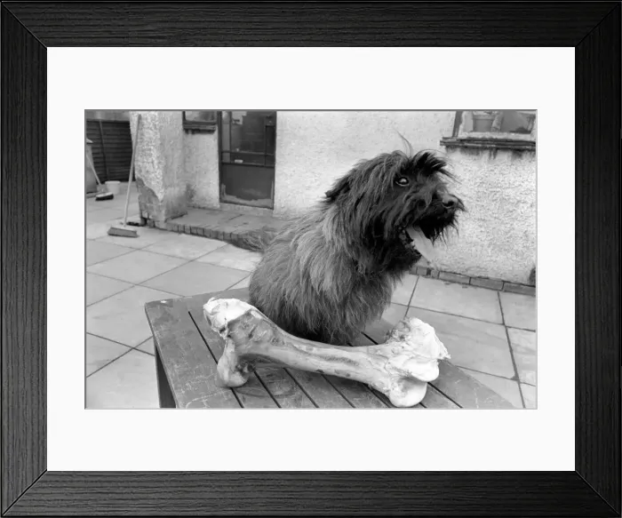 Framed Print : Sherry the dog eyes a giant bone. A life of luxury for Sherry Framed Print : Sherry the dog eyes a giant bone. A life of luxury for Sherry