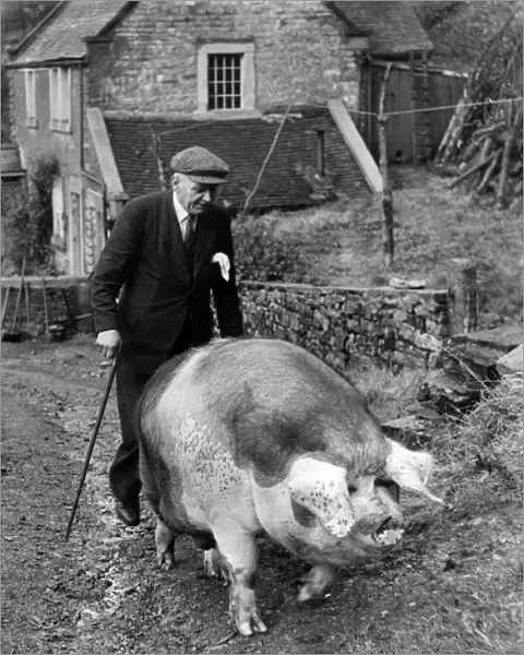Joey, the pet pig, belonging to Mr. Arthur Ratcliffe, Ecton, Staffordshire