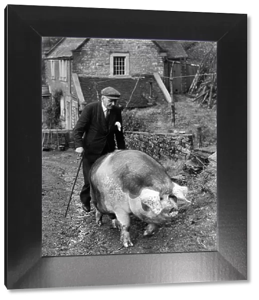 Joey, the pet pig, belonging to Mr. Arthur Ratcliffe, Ecton, Staffordshire