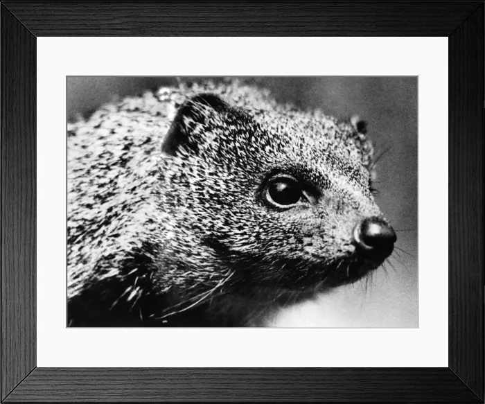 Framed Print : Close up view of a mongoose. November 1933