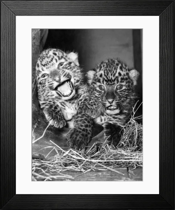 Framed Print : These cuddly Leopard twins clearly think lifes a laugh