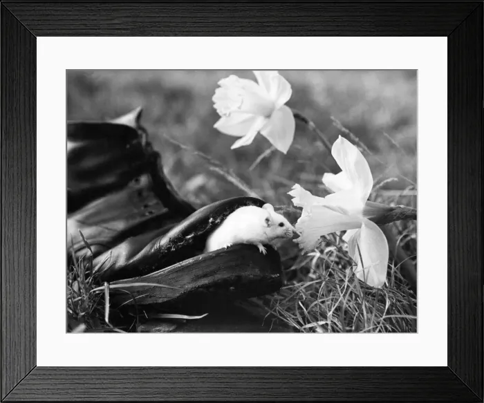 Framed Print : Its Spring, and Sid Taxes To The Country. The winter is coming to an end Framed Print : Its Spring, and Sid Taxes To The Country. The winter is coming to an end