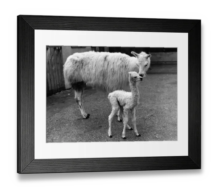 Framed Print : Snowball the frisky new-born Llama with his mother at Southport Zoo. October 1982