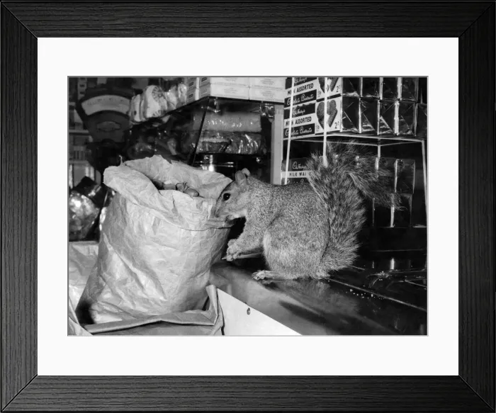 Framed Print : Nutty, the grey squirrel pictured here used to live in the woods. But not any more