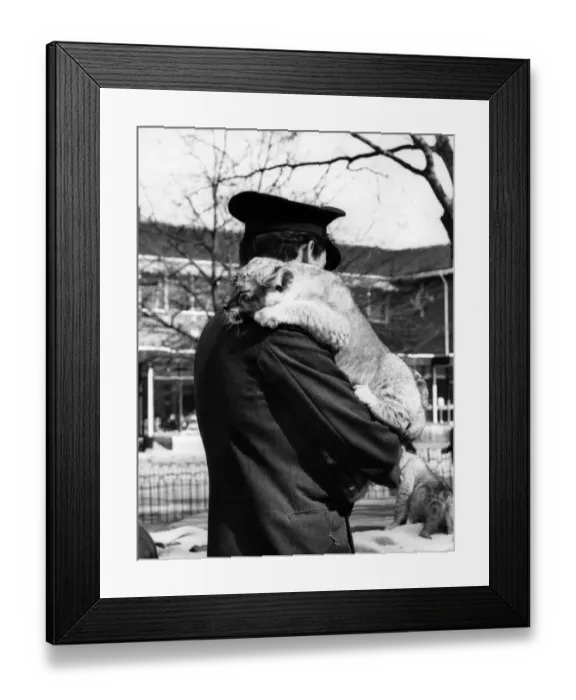 Framed Print : A lion cub, one of the quins at London Zoo, is only seven weeks old Framed Print : A lion cub, one of the quins at London Zoo, is only seven weeks old