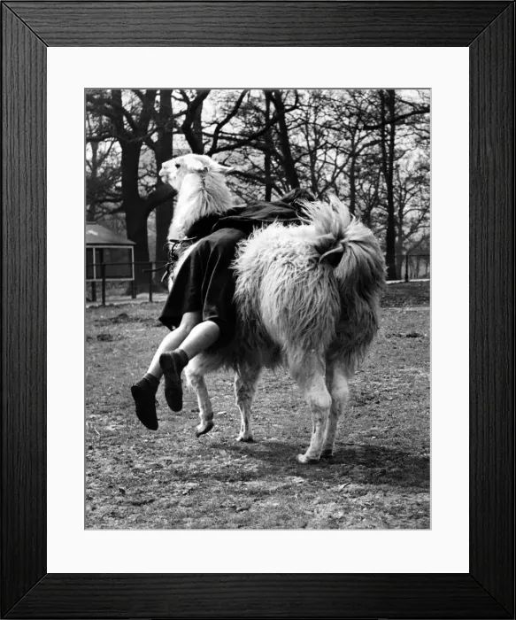 Framed Print : Brenda Yates of Chessington is only 14, but has a way with the animals at the Chessington Framed Print : Brenda Yates of Chessington is only 14, but has a way with the animals at the Chessington