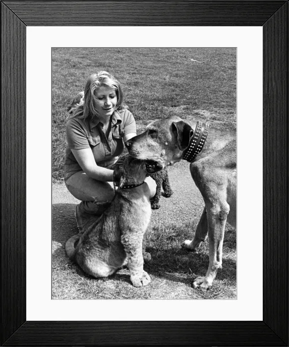 Framed Print : Kojak the lion cub shoves his head down a dogs mouth watched by blonde like Pam Framed Print : Kojak the lion cub shoves his head down a dogs mouth watched by blonde like Pam
