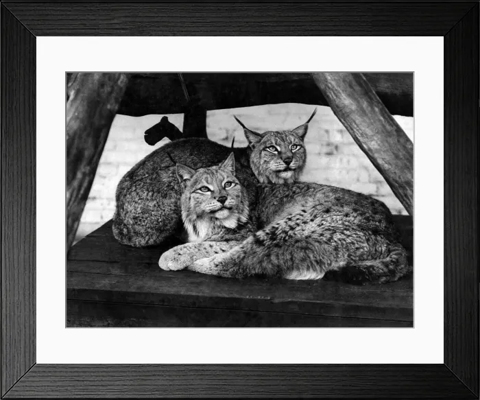 Framed Print : Lynx cats at the zoo. March 1936 Framed Print : Lynx cats at the zoo. March 1936