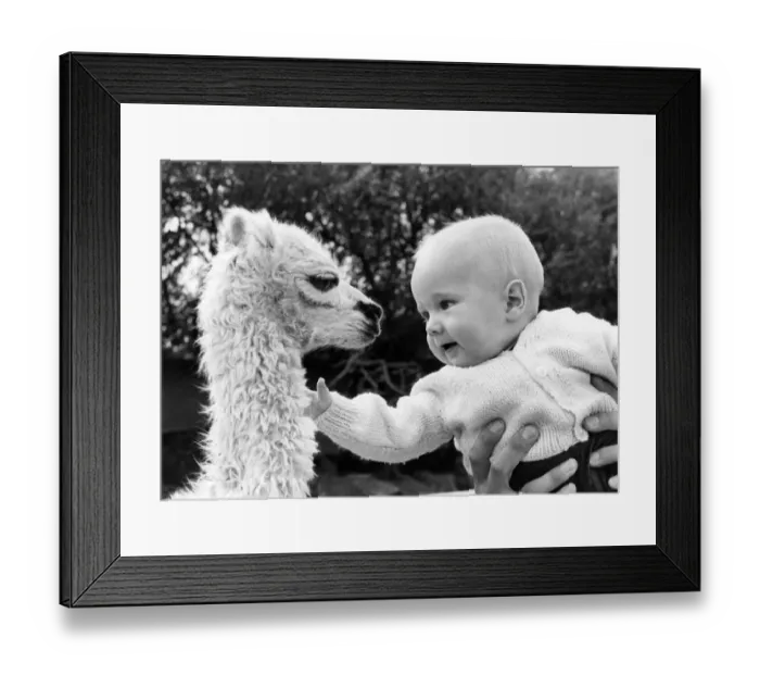 Framed Print : Snowball the frisky new-born Llama and little Steven Martin at Southport Zoo