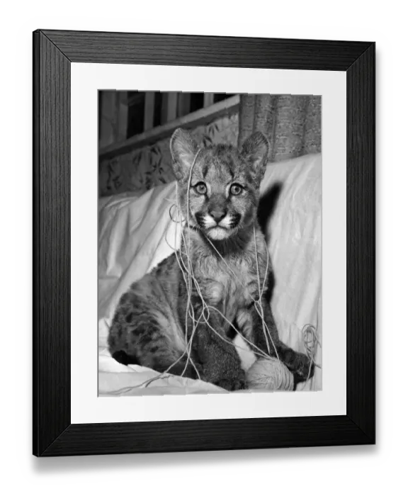 Framed Print : Cindy the puma found some new playmates when she moved house Framed Print : Cindy the puma found some new playmates when she moved house