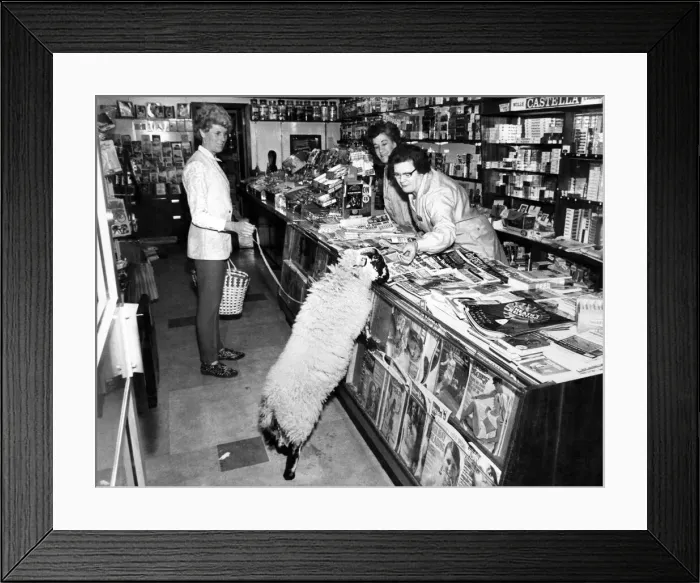 Framed Print : Mrs. Moray Bell goes shopping Basil the lamb trots along with her Framed Print : Mrs. Moray Bell goes shopping Basil the lamb trots along with her