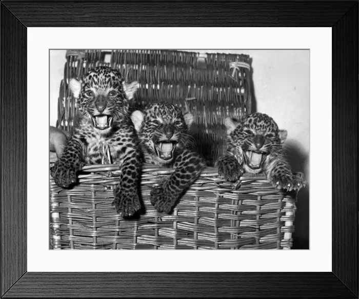 Framed Print : Three young leopard cups inside a wicker basket August 1966 Framed Print : Three young leopard cups inside a wicker basket August 1966
