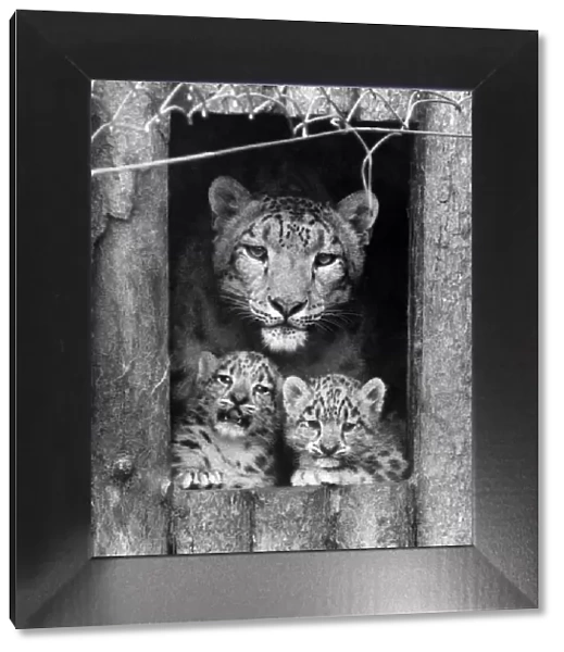 Snow leopard cubs and their mum which belong to John Aspinall