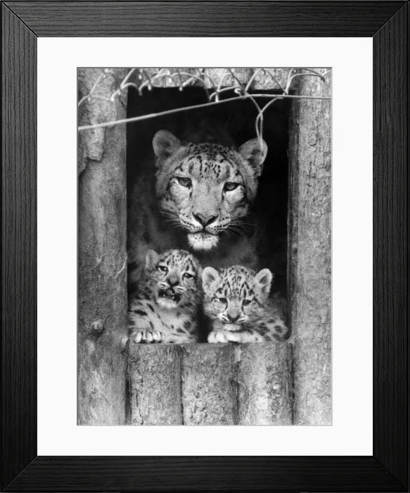 Framed Print : Snow leopard cubs and their mum which belong to John Aspinall Framed Print : Snow leopard cubs and their mum which belong to John Aspinall