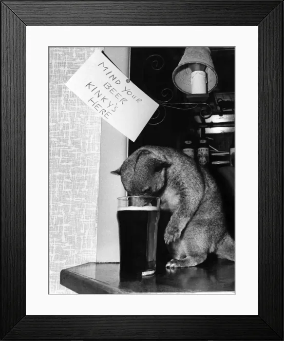 Framed Print : Kinky the honey bear who has a taste for beer drinking from a pint glass at a pub in Framed Print : Kinky the honey bear who has a taste for beer drinking from a pint glass at a pub in