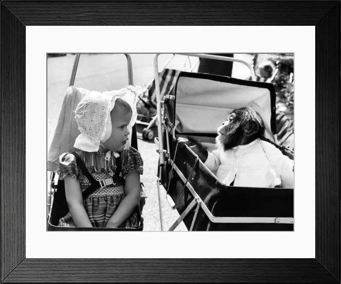 Framed Print : Empathy amongst the apes: Chad the baby chimp begs for Natalie Daniels bottle Framed Print : Empathy amongst the apes: Chad the baby chimp begs for Natalie Daniels bottle