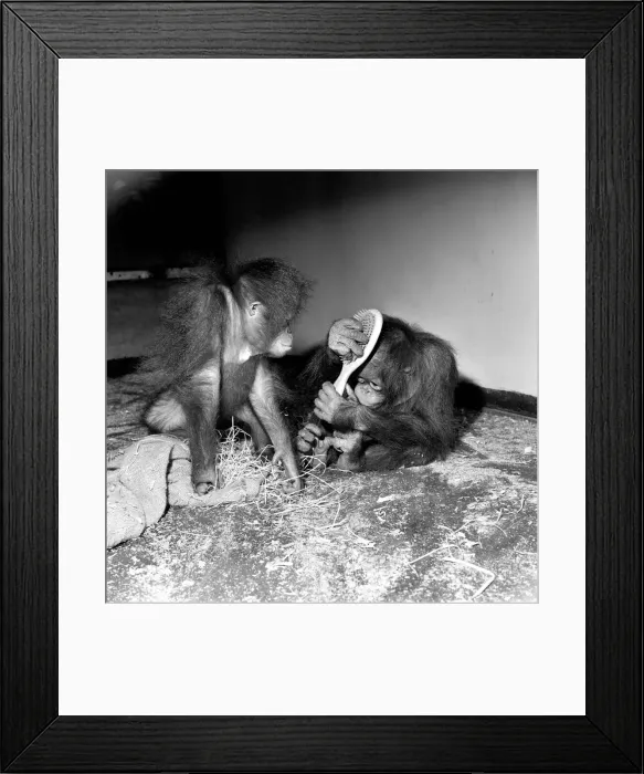 Framed Print : Bad Hair day. Named Martha and Kimbu. Both of these Orang-Utangs are two years old Framed Print : Bad Hair day. Named Martha and Kimbu. Both of these Orang-Utangs are two years old