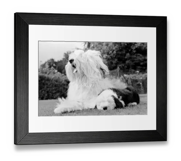 Framed Print : Old English Sheepdogs: When you re only seven weeks old Framed Print : Old English Sheepdogs: When you re only seven weeks old