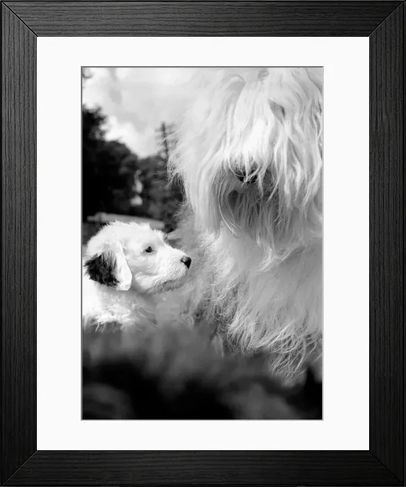 Framed Print : Old English Sheepdogs: When you re only seven weeks old Framed Print : Old English Sheepdogs: When you re only seven weeks old