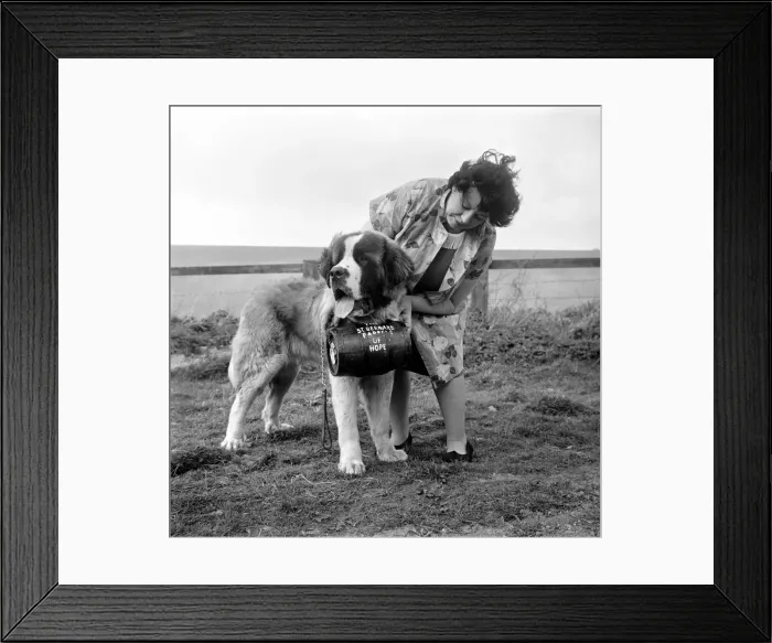 Framed Print : St. Bernard Dog: A new home and a new name for Caesar the St Framed Print : St. Bernard Dog: A new home and a new name for Caesar the St