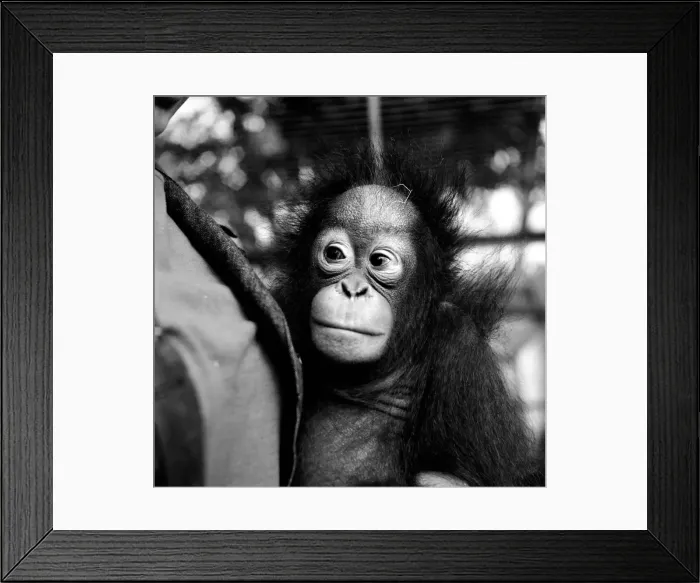 Framed Print : Kimbu the Orang-Utang who was found after a skirmish of troops on the Indonesian border