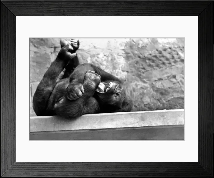 Framed Print : The Laughing Gorilla. One of Chester ZooOs unusual inmates, two mountain gorillas Framed Print : The Laughing Gorilla. One of Chester ZooOs unusual inmates, two mountain gorillas