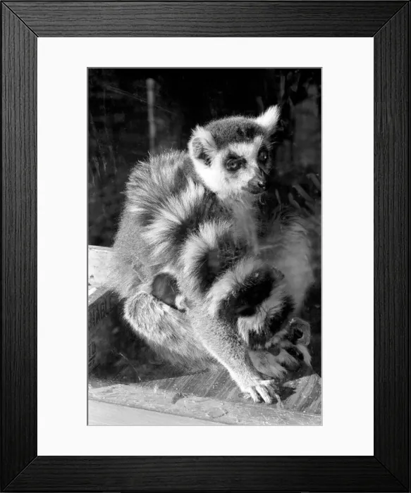 Framed Print : Catta the Ring Tailed Lemur. April 1968 Framed Print : Catta the Ring Tailed Lemur. April 1968