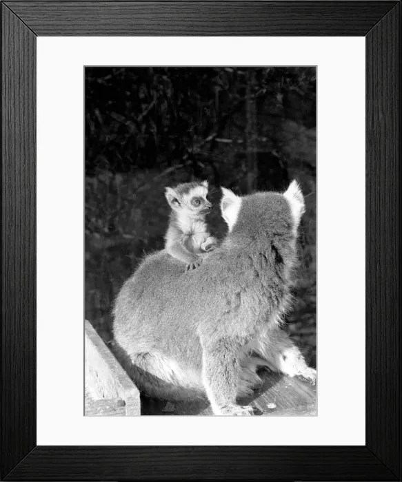 Framed Print : Catta the Ring Tailed Lemur seen here with her baby. April 1968 Framed Print : Catta the Ring Tailed Lemur seen here with her baby. April 1968