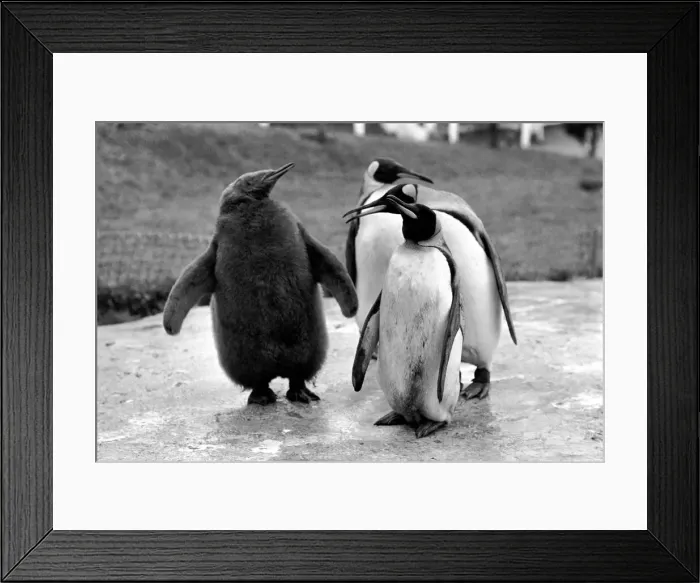 Framed Print : Five months ago, IT was a pretty unique egg. Now it is considerably bigger than Framed Print : Five months ago, IT was a pretty unique egg. Now it is considerably bigger than