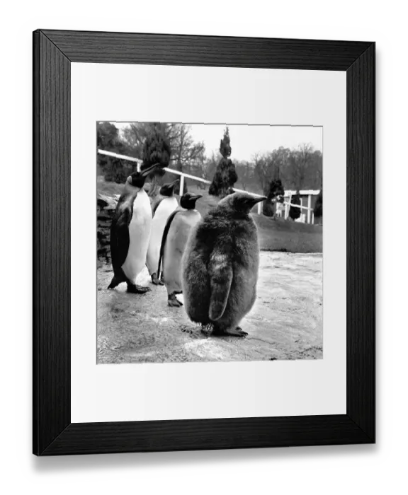 Framed Print : Five months ago, IT was a pretty unique egg. Now it is considerably bigger than Framed Print : Five months ago, IT was a pretty unique egg. Now it is considerably bigger than