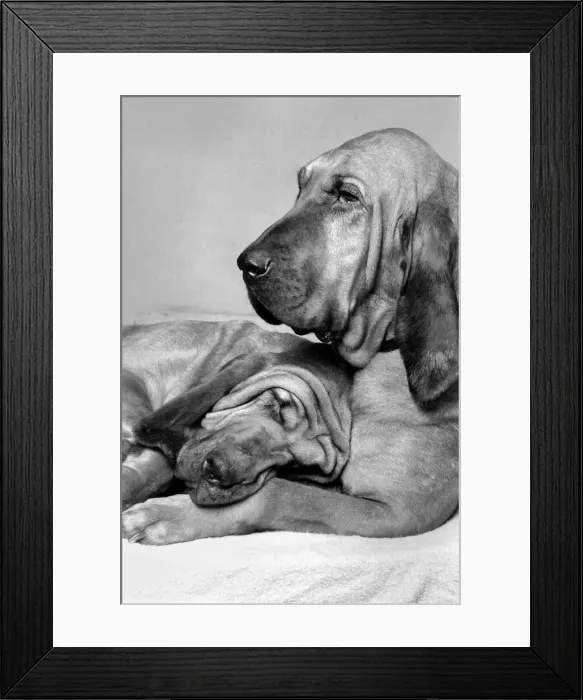 Framed Print : Henry'and two year old Saint stars in TV Ads with Clement Freud