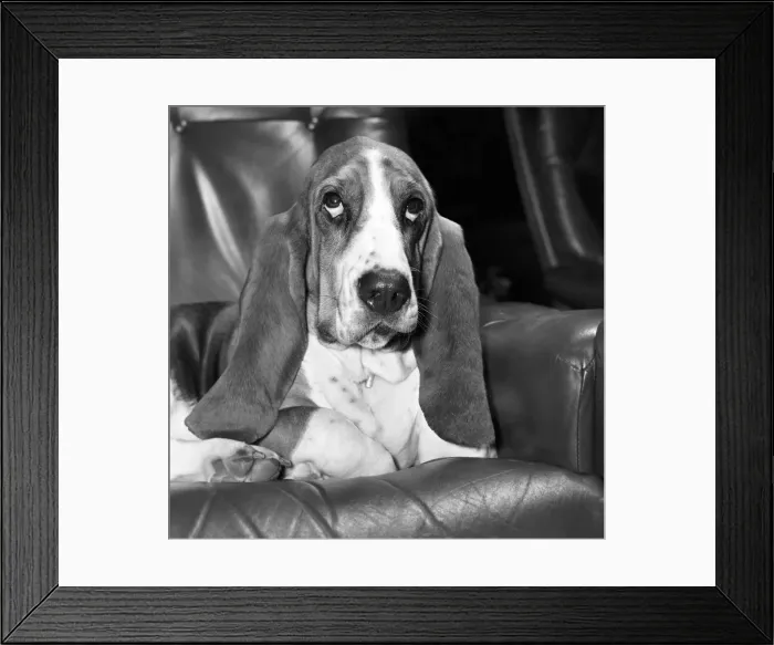 Framed Print : Basset Hound. Maggie May'with a xmas holiday Hangover. December 1975 Framed Print : Basset Hound. Maggie May'with a xmas holiday Hangover. December 1975